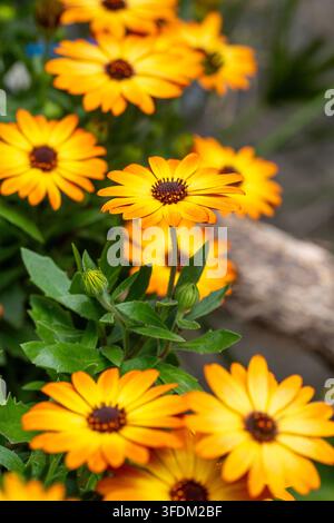 Macro di una vivace margherita africana arancione (Osteospermum ecklonis) in fiore in primavera Foto Stock