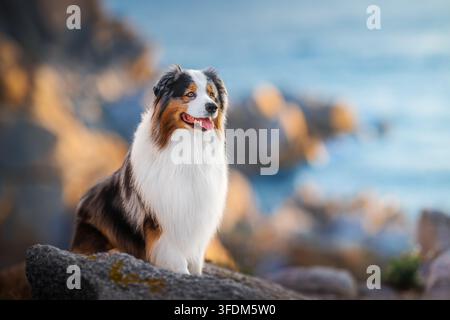 Cane Australian Shepherd seduto su una costa rocciosa vicino al mare Foto Stock