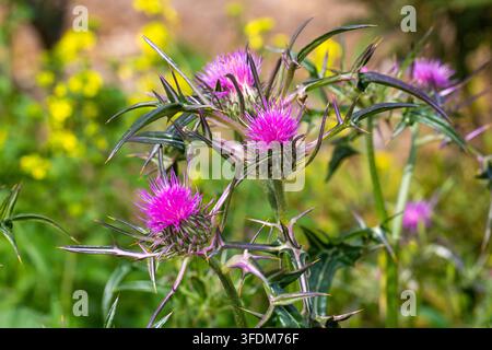 Prima piano di una vibrante fiore viola di Cardo Mariano Silybum marianum con spine affilate e foglie verdi Foto Stock