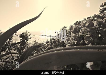 Paesaggio marino incorniciato da fogliame tropicale e foglie di agave spinose. La luce del sole brilla dolcemente sull'acqua e sulla terra lontana. Atmosfera costiera calma, serena e naturale Foto Stock