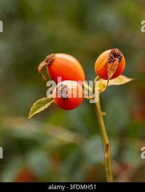 Primo piano di tre bacche di rosa su uno stelo con foglie verdi in un ambiente naturale all'aperto. Foto Stock