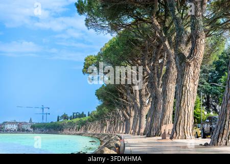 Promenade sul lago con pini verdi, acqua turchese e viale con passeggiata al Lago di Garda. Natura in Italia Foto Stock