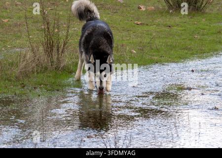 Malamute dell'Alaska guadagna acque fangose poco profonde. Il cane annusa l'acqua con curiosità concentrata. Erba e arbusti circondano la zona umida. La luce naturale riflette Foto Stock