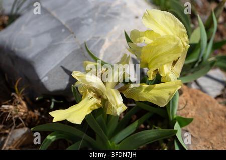 Prima piano di Iris nana gialla selvatica Iris Suaveolens in fiore su terreno roccioso Foto Stock