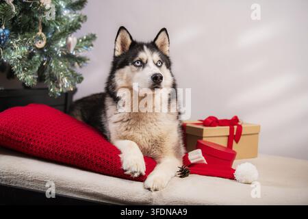 Cane Husky siberiano con occhi azzurri sdraiato su un cuscino rosso vicino a un albero di Natale e una scatola regalo in un ambiente interno festoso Foto Stock
