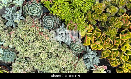 Miscela di piante succulente, con foglie carnose di vari colori e forme Foto Stock