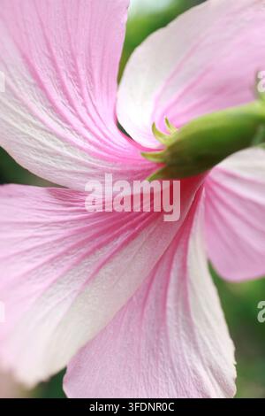 Macro della parte posteriore di un fiore di ibisco bicolore rosa e bianco che mostra le intricate venature dei petali Foto Stock
