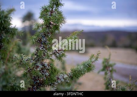 Macro di bacche di ginepro che maturano su rami spinosi con un paesaggio crepuscolare suggestivo sullo sfondo, ideale per concetti di natura e botanica. Foto Stock