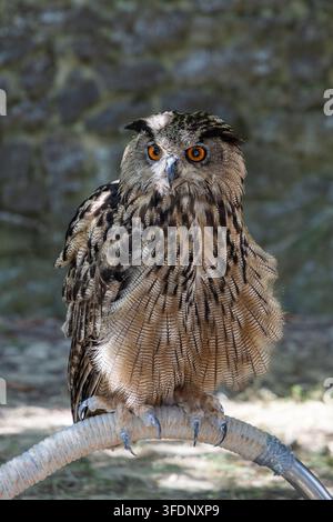 Goffo eurasiatico con occhi arancioni brillanti appollaiato su un trespolo arcuato contro un muro di pietra sfocato. Foto Stock