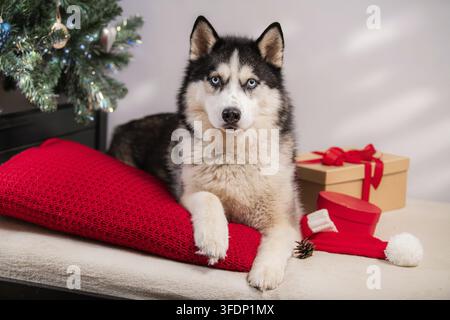 Cane Husky siberiano con occhi azzurri sdraiato su un cuscino rosso vicino a un albero di Natale e una scatola regalo in un ambiente interno festoso Foto Stock