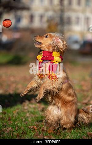 Esuberante English Cocker Spaniel con una sciarpa a righe che esegue un trucco su due zampe posteriori all'aperto su foglie autunnali. Foto Stock