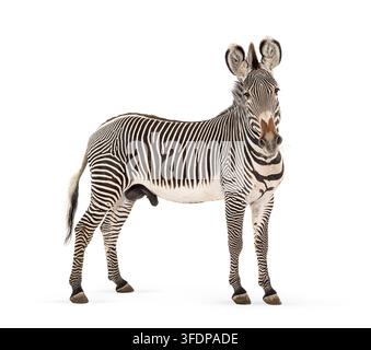 Zebra di Grevy, Equus grevyi, in piedi con strisce nere e bianche su uno sfondo bianco Foto Stock