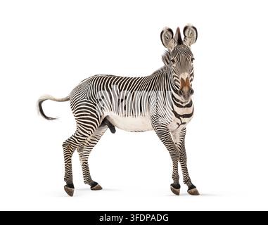 Zebra di Grevy, Equus grevyi, in piedi a tutta lunghezza che guarda in avanti su sfondo bianco Foto Stock