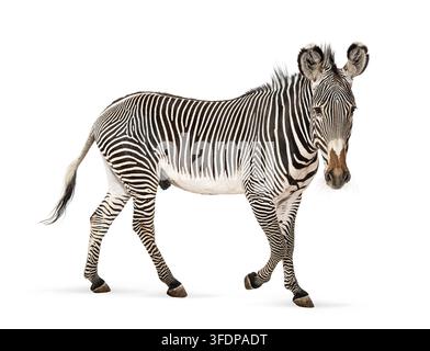 Zebra di Grevy, Equus grevyi, vista laterale mentre cammina con modelli unici di strisce sul mantello Foto Stock