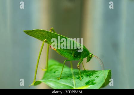 Cicadetta verde vibrante che riposa su una foglia bagnata con gocce di pioggia, mostrando una realistica mimica fogliare. Foto Stock