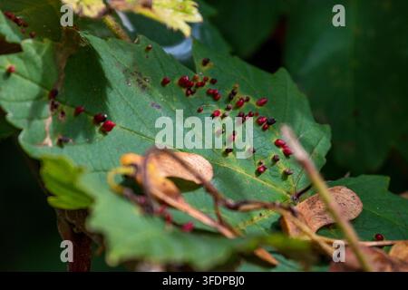Galle dell'acaro del platano, Aceria cephalonea, formate sulla foglia di un platano, Acer pseudoplatanus. Foto Stock
