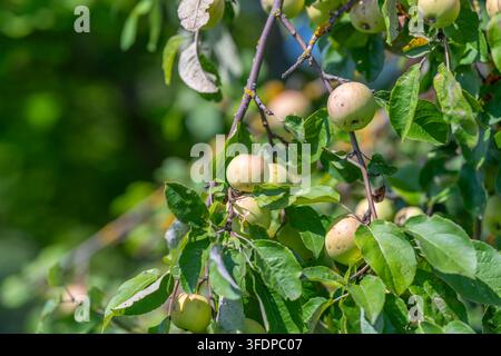 Mele dorate fresche pendono dai rami in un frutteto vivace circondato da ricche foglie verdi mentre la luce del sole splende su questa scena abbondante nelle latitudini Foto Stock