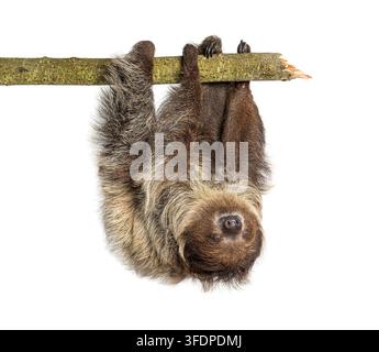 Bradipo a due dita di Linnaeus, Choloepus didactylus, a testa in giù su un ramo su sfondo bianco Foto Stock
