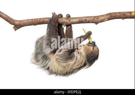 Il bradipo a due dita di Linneo, Choloepus didactylus, è appeso a testa in giù mentre mangia Foto Stock