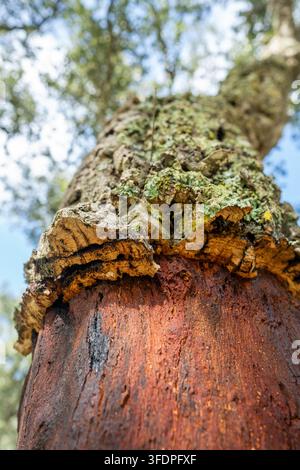 Primo piano dettagliato di un tronco di quercia da sughero che mostra la corteccia interna rossastra staccata, strati di sughero strutturati, licheni e funghi cornei. Le texture naturali evocano sostanza Foto Stock