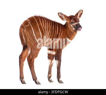 Vitello di bongo, tragelaphus eurycerus, di un mese, in piedi con strisce bianche distintive sul mantello marrone rossastro Foto Stock