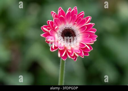 Gerbera rosa vibrante in primo piano nitido, mostra petali a strati, centro texturizzato e gocce di rugiada su uno sfondo verde e morbido del giardino; trasmette liberamente Foto Stock