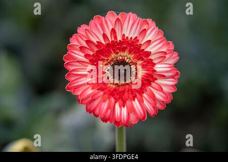Gerbera rossa e rosa vibrante fotografata in primo piano, che rivela petali a strati e un centro dettagliato su uno sfondo di giardino sfocato verde morbido Foto Stock