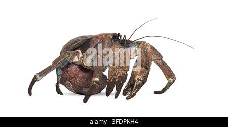 Granchio di cocco, Birgus latro, in piedi su una superficie bianca semplice Foto Stock