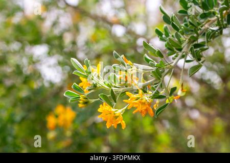 Fiori gialli e foglie verde-argento di Medicago Arborea (Trefoil lunare) in primavera Foto Stock