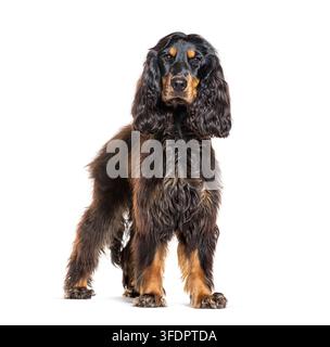Cane English cocker spaniel in piedi con pelo nero e marrone, che guarda dritto nella fotocamera Foto Stock