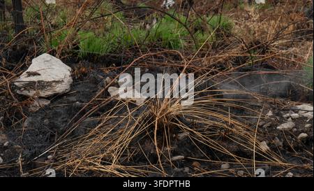 Vista ravvicinata di terra bruciata e carbonizzata dopo un incendio, che mostra erba secca carbonizzata, cenere nera, fumo leggero che si alza da terreno fumante, pietre e fresco Foto Stock