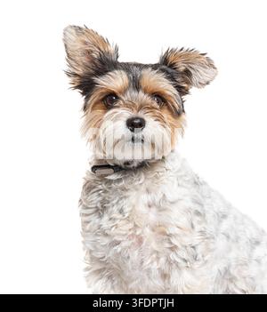 Simpatico cane Biewer Terrier seduto su uno sfondo bianco, che guarda attentamente in avanti Foto Stock