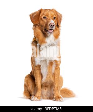 Cane Nova Scotia Duck Tolling Retriever che guarda lontano, seduto tranquillamente Foto Stock