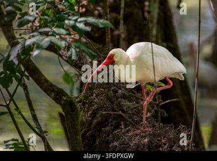 Ibis bianco presso l'Audubon Corkscrew Swamp Sanctuary vicino a Naples, Florida Foto Stock