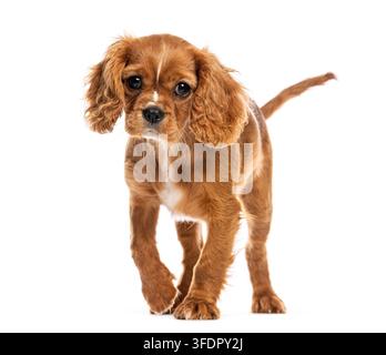 Cucciolo di Spaniel Cavalier King Charles color rubino che cammina su uno sfondo bianco pulito Foto Stock
