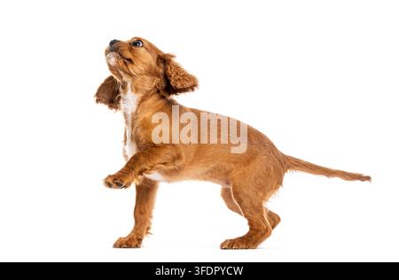 Cucciolo di cocker spaniel carino in piedi su uno sfondo bianco, che guarda in alto con curiosità Foto Stock
