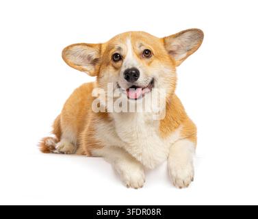Simpatico cane Pembroke Welsh Corgi che sorride direttamente alla fotocamera Foto Stock