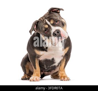 Cane American bully seduto, che guarda la telecamera con un'inclinazione della testa curiosa Foto Stock