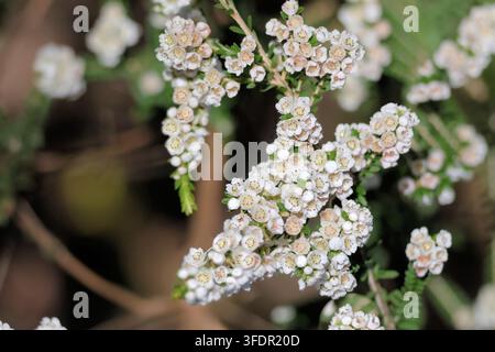 Grampians Heath -Myrtle (Thryptomene calycina) in fiore Foto Stock