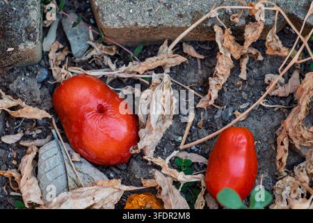 Due pomodori sovramaturi giacciono abbandonati sulla terra circondati da foglie secche Foto Stock