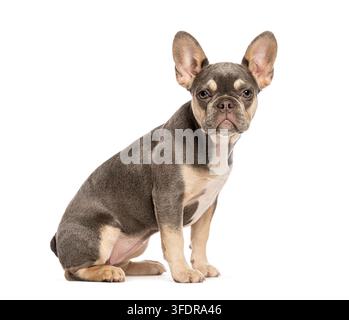 Cucciolo di bulldog francese, quattro mesi, con mantello lilla e marrone seduto su uno sfondo bianco Foto Stock
