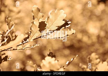 Foglie di quercia secche dorate che brillano alla luce autunnale per il design stagionale, la pubblicità naturale e sfondi caldi d'autunno Foto Stock
