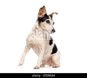 Jack Russell Terrier anziano seduto su sfondo bianco che guarda con attenzione curiosa Foto Stock