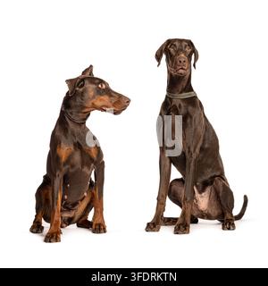 Due cani dobermann al cioccolato seduti fianco a fianco, uno guarda avanti, l'altro guarda a destra Foto Stock