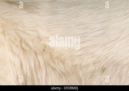 texture del pelo di pastore svizzero bianco che fornisce uno sfondo morbido, accogliente e caldo Foto Stock