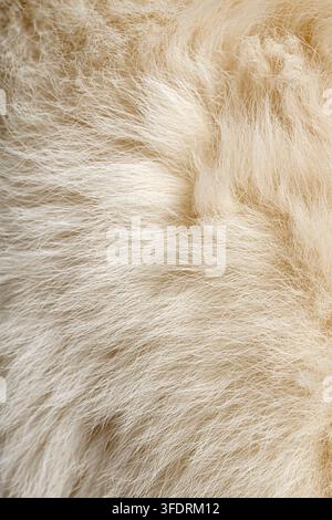 Capelli bianco-beige morbidi di un pastore svizzero che creano una texture naturale e soffice Foto Stock