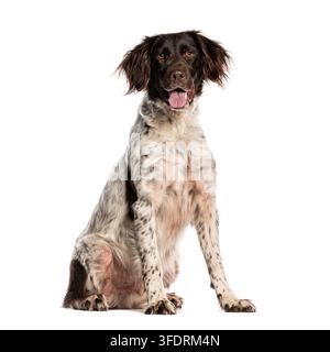 Piccolo Münsterländer, un cane da caccia, seduto con la lingua fuori Foto Stock
