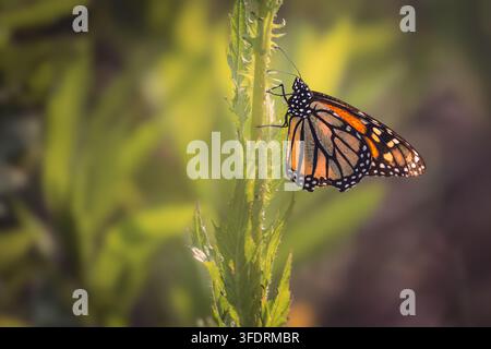 Una bellissima farfalla adulta Monarca (Danaus plexippus) che riposa su uno stelo verticale di un'erba verde o di una cardo. Fotografato di lato in luce naturale calda Foto Stock