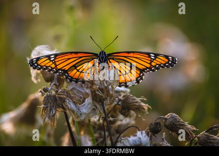 Una bellissima farfalla Viceroy (Limenitis archippus) appollaiata con grazia con le ali arancioni e nere completamente aperte in cima a una pianta di cardo sbiadita e secca. Ph Foto Stock