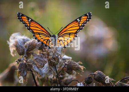 Una bellissima farfalla Viceroy (Limenitis archippus) appollaiata con grazia con le ali arancioni e nere completamente aperte in cima a una pianta di cardo sbiadita e secca. Ph Foto Stock